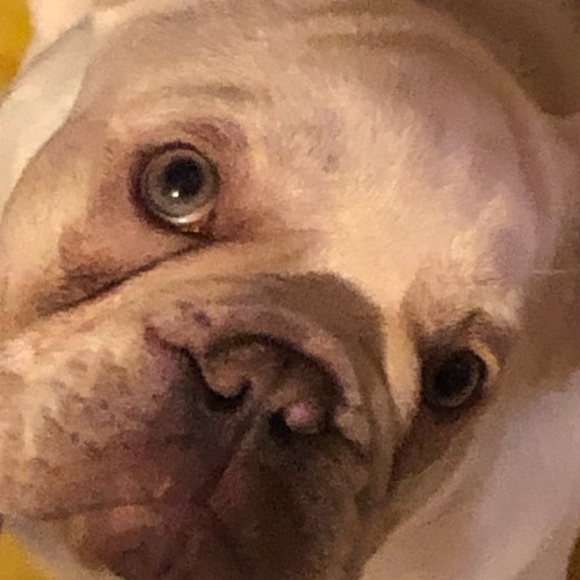 Meet your Posher, Gwendalynn - Picture 1 of 1